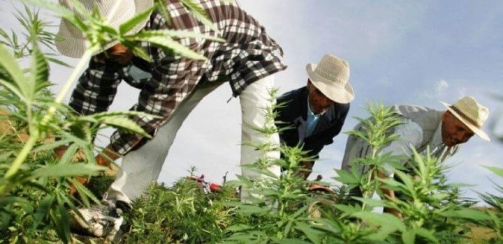 cannabis des entreprises etrangeres attendent leur autorisation au maroc